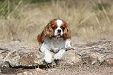 CAVALIER KING CHARLES 059